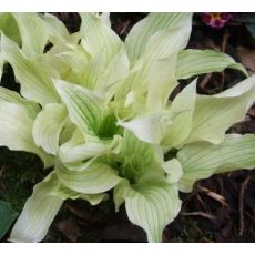 Hosta 'White Feather'  - funkia  'White Feather'