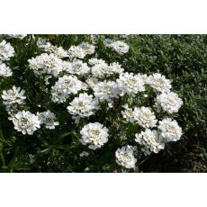 Iberis sempervirens 'Appen-Etz' - iberka vždyzelená 'Appen-Etz'