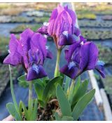 Iris pumila 'Atroviolacea' - kosatec nízky 'Atroviolacea'