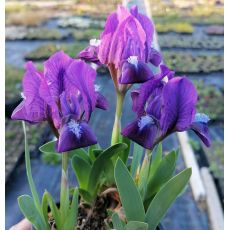 Iris pumila 'Atroviolacea' - kosatec nízky 'Atroviolacea'
