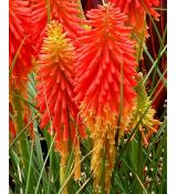 Kniphofia 'Papaya Popsicle' - fakľovka 'Papaya Popsicle'