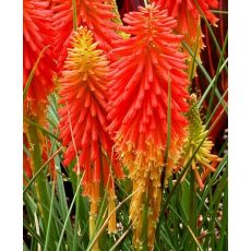 Kniphofia 'Papaya Popsicle' - fakľovka 'Papaya Popsicle'