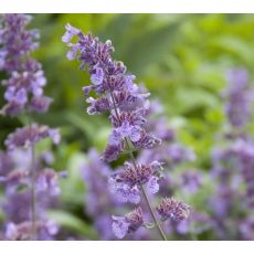 Nepeta × faassenii 'Dropmore' - kocúrnik 'Dropmore'