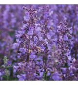 Nepeta × faassenii 'Walker's Low' - kocúrnik 'Walker's Low'