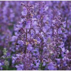 Nepeta × faassenii 'Walker's Low' - kocúrnik 'Walker's Low'