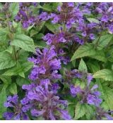 Nepeta kubanica 'Neptune' - kocúrnik 'Neptune' (syn.'Bokratune')