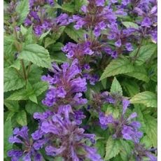 Nepeta kubanica 'Neptune' - kocúrnik 'Neptune' (syn.'Bokratune')