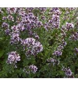Origanum laevigatum 'Herrenhausen' - pamajorán  'Herrenhausen'