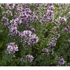 Origanum laevigatum 'Herrenhausen' - pamajorán  'Herrenhausen'