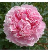 Paeonia lactiflora 'Sarah Bernhardt' - pivonka čínska 'Sarah Bernhardt'