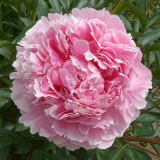 Paeonia lactiflora 'Sarah Bernhardt' - pivonka čínska 'Sarah Bernhardt'