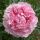Paeonia lactiflora 'Sarah Bernhardt' - pivonka čínska 'Sarah Bernhardt'