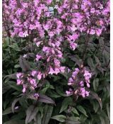 Penstemon digitalis 'Midnight Masquerade' - dráčik náprstníkový 'Midnight Masquerade'