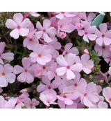 Phlox douglasii 'Bořanovice' - flox Douglasov 'Bořanovice'