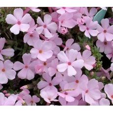Phlox douglasii 'Bořanovice' - flox Douglasov 'Bořanovice'