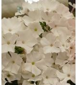 Phlox paniculata 'Flame Pro White' - flox metlinatý 'Flame Pro White'