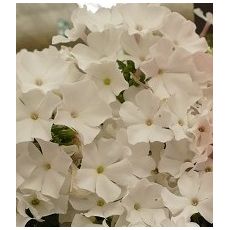 Phlox paniculata 'Flame Pro White' - flox metlinatý 'Flame Pro White'