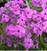 Phlox stolonifera 'Red Ridge' - flox 'Red Ridge'