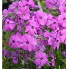 Phlox stolonifera 'Red Ridge' - flox 'Red Ridge'