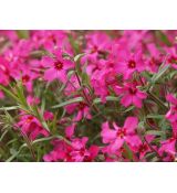Phlox subulata 'Scarlet Flame' - flox šidlolistý 'Scarlet Flame'