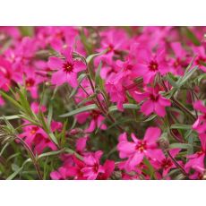 Phlox subulata 'Scarlet Flame' - flox šidlolistý 'Scarlet Flame'