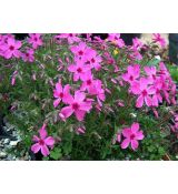 Phlox subulata 'Red Wings' - flox šidlolistý 'Red Wings'