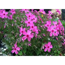 Phlox subulata 'Red Wings' - flox šidlolistý 'Red Wings'