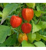 Physalis alkekengi var. franchetii - machovka čerešňová