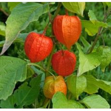 Physalis alkekengi var. franchetii - machovka čerešňová
