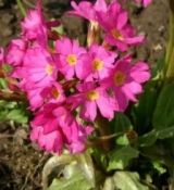 Primula rosea 'Grandiflora' - prvosienka 'Grandiflora'