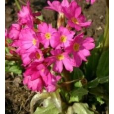 Primula rosea 'Grandiflora' - prvosienka 'Grandiflora'