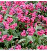 Pulmonaria saccharata 'Shrimps on the Barbie' - pľúcnik cukrovaný 'Shrimps on the Barbie'