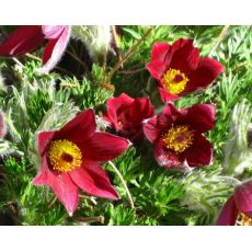 Pulsatilla vulgaris  'Pulsar Red Shades' - poniklec obyčajný 'Pulsar Red Shades'