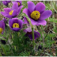 Pulsatilla vulgaris  'Pulsar Violet Shades' - poniklec obyčajný 'Pulsar Violet Shades'