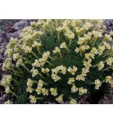 Saxifraga × apiculata 'Gregor Mendel' - lomikameň 'Gregor Mendel'