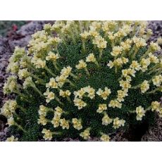 Saxifraga × apiculata 'Gregor Mendel' - lomikameň 'Gregor Mendel'