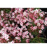 Saxifraga 'London Pride' - lomikameň  'London Pride'