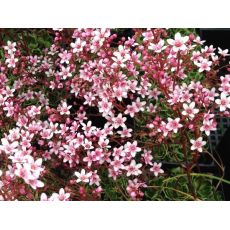 Saxifraga 'London Pride' - lomikameň  'London Pride'