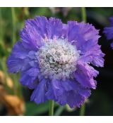Scabiosa caucasica 'Perfecta Mid Blue' - hlaváč kaukazský 'Perfecta Mid Blue'