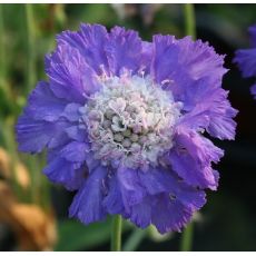Scabiosa caucasica 'Perfecta Mid Blue' - hlaváč kaukazský 'Perfecta Mid Blue'