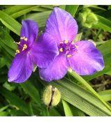 Tradescantia × andersoniana 'Zwanenburg Blue'  - tradeskancia záhradná 'Zwanenburg Blue'