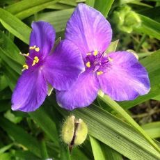 Tradescantia × andersoniana 'Zwanenburg Blue'  - tradeskancia záhradná 'Zwanenburg Blue'