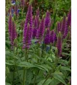 Veronica longifolia 'First Match' - veronika dlholistá 'First Match'