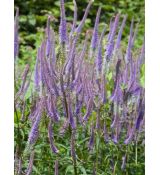 Veronicastrum virginicum 'Amethyst' - veronica viržínska 'Amethyst'