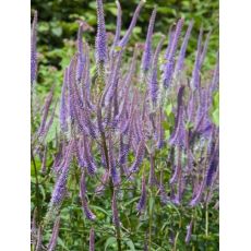 Veronicastrum virginicum 'Amethyst' - veronica viržínska 'Amethyst'