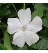 Vinca minor 'Alba' - zimozeleň menšia 'Alba'