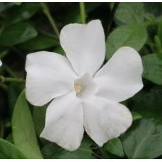 Vinca minor 'Alba' - zimozeleň menšia 'Alba'