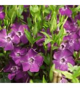 Vinca minor 'Atropurpurea' - zimozeleň menšia 'Atropurpurea'