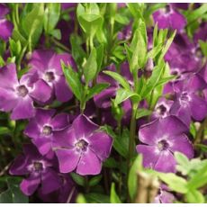 Vinca minor 'Atropurpurea' - zimozeleň menšia 'Atropurpurea'