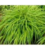 Hakonechloa macra 'All Gold'